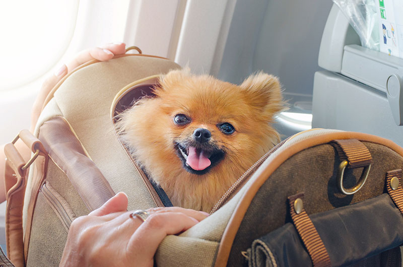Who may be held legally liable for emotional support animal attacks?