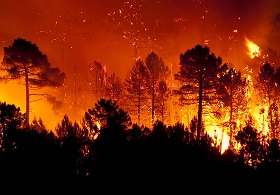 Wildfire