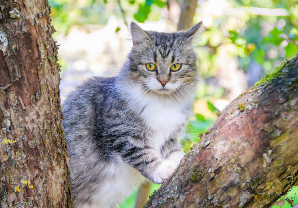 Are Cat Owners Legally Responsible if Their Cat Bites You? Are Cat Owners Legally Responsible if Their Cat Bites You?