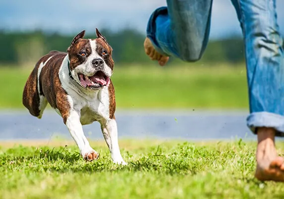 Dog running after a man in a park