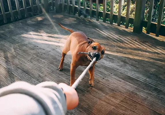 Dog playing tug-o-war with a rope