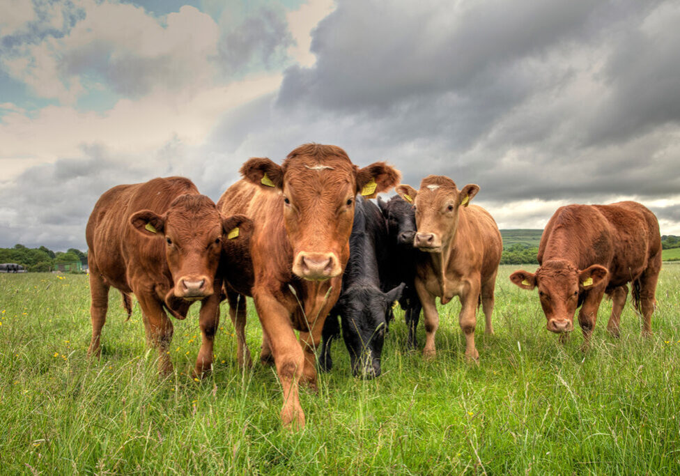 Image of a herd of cows in a field